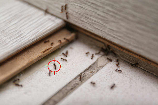 Best Ant Control Services  in Revere, MA