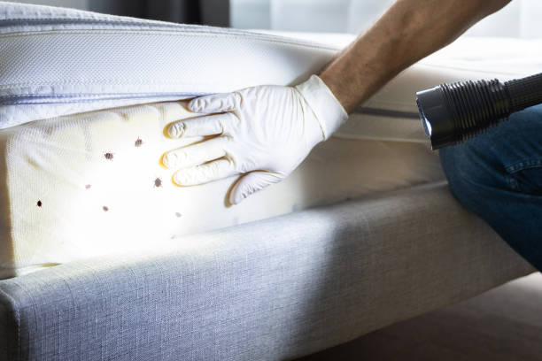 Best Bed Bug Extermination  in Revere, MA