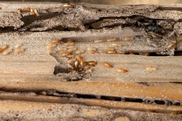 Best Wasp Removal Services  in Revere, MA