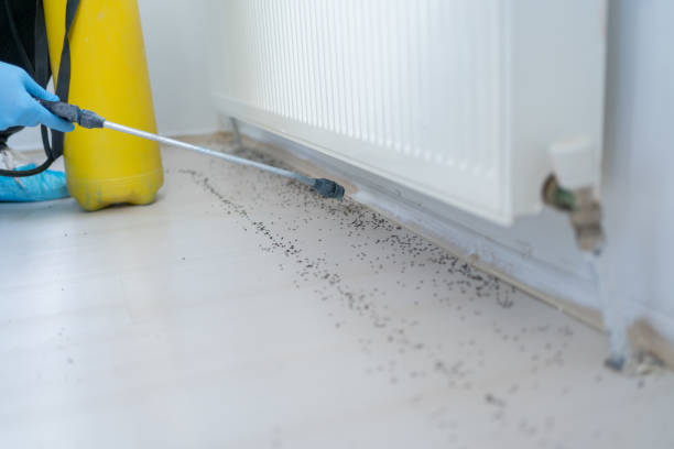 Best Mosquito Control Services  in Revere, MA