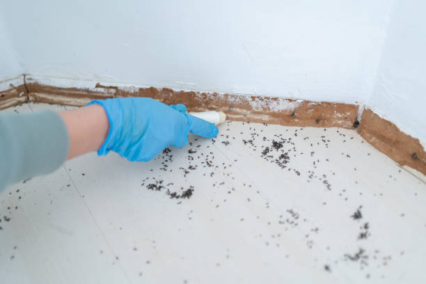 Best Affordable Pest Control Services  in Revere, MA